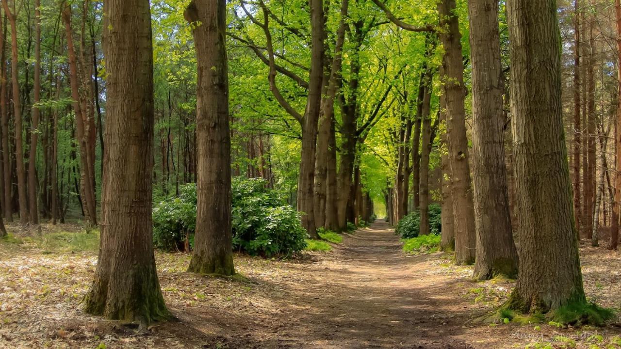 Vakantiehuis In Een Prachtige Bosrijke Omgeving In Twente! Bornerbroek Extérieur photo